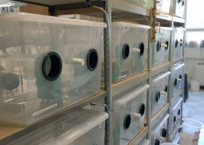 sterile boxes for testing microbial growth on different materials
