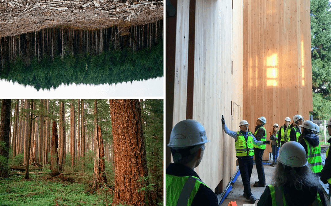 IHBE is awarded ARS grant to help designers better understand issues of carbon in forestry for more sustainable design planning