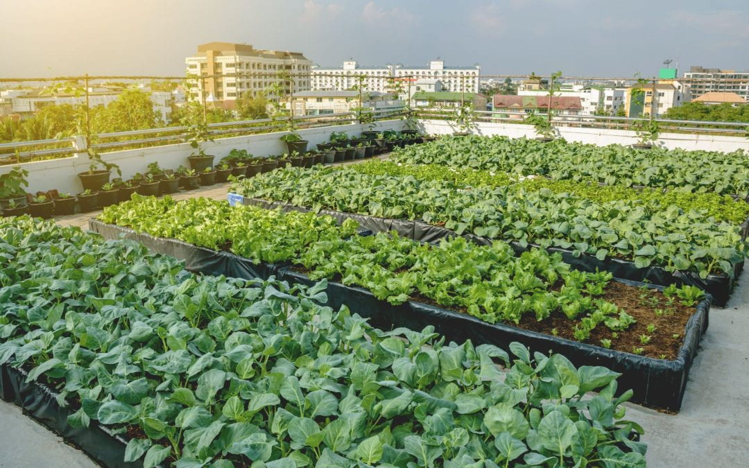 Growing Food on Buildings? New Proposal Submitted