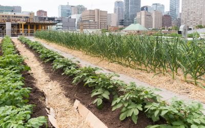 Agriculture in the Built Environment: IHBE Awarded Grant